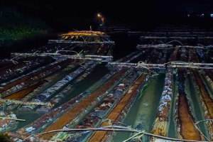 Gakkum Lintas Sungai Pawan: 600 Batang Kayu Ilegal Disergap Saat Merapat ke Industri