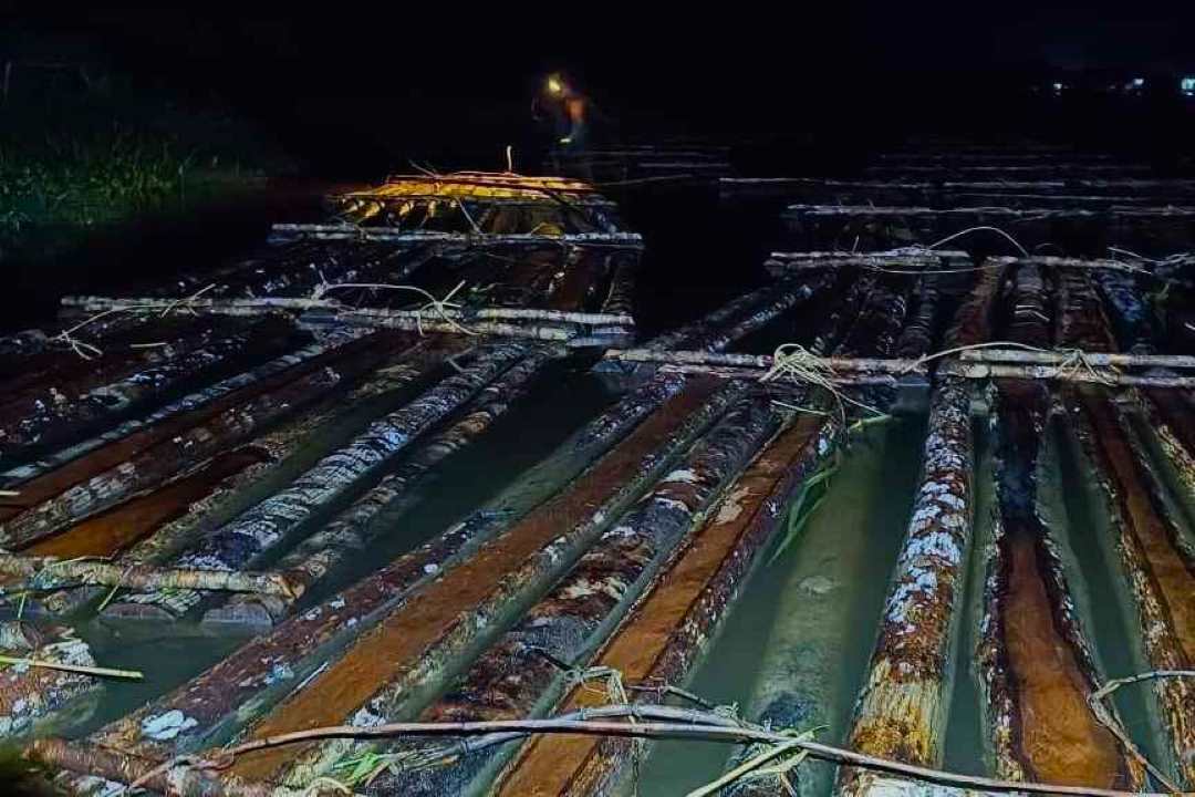 Gakkum Lintas Sungai Pawan: 600 Batang Kayu Ilegal Disergap Saat Merapat ke Industri