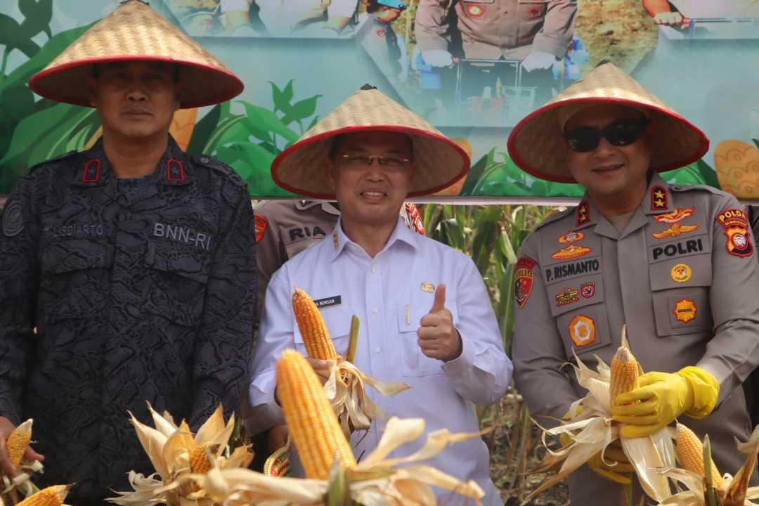 Bengkayang Pecahkan Rekor MURI Panen Jagung, Gubernur Kalbar Siapkan Pakan untuk Investasi Rp1,7 Triliun