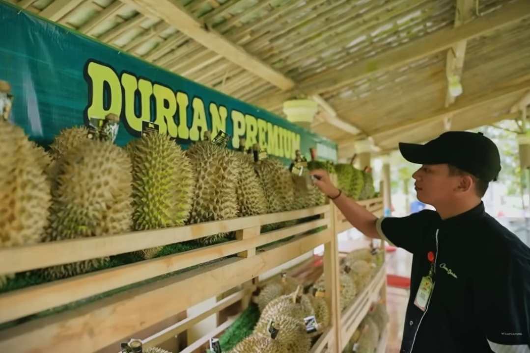 Ludes Sebelum Matang! Kiat Sukses Kebun OG Durian dan Strategi “Garansi Sampai Puas” dengan Omzet Ratusan Juta Perbulan