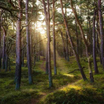 Wamen Kehutanan: Tata Kelola Berbasis Risiko Kunci Pengelolaan Hutan Berkelanjutan