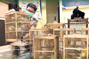 Tak Berdokumen, 1,6 Ton Telur Hingga Kulit Sapi dan Burung Kicau Ditahan Karantina Kalimantan Barat